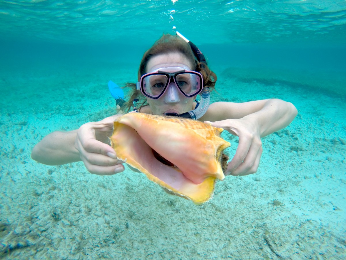 Queen, conch, shells. Cayman, Island 