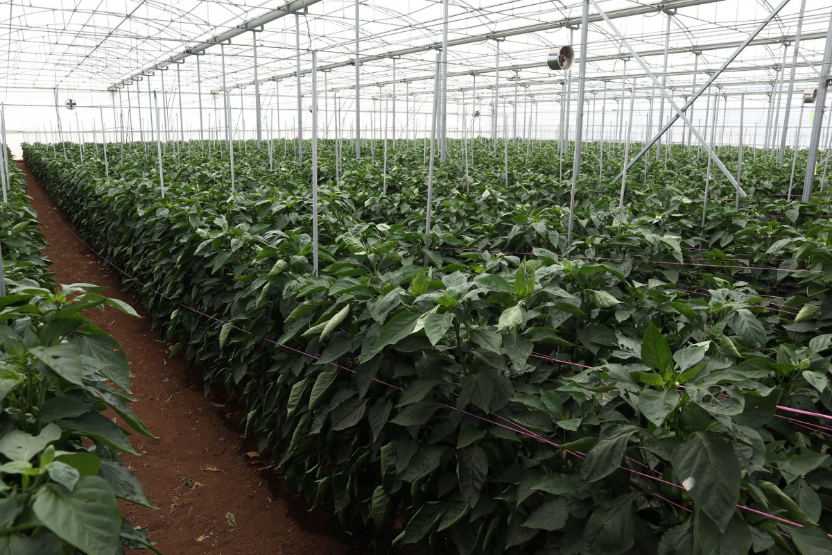 Inside a greenhouse at Braham Produce farm