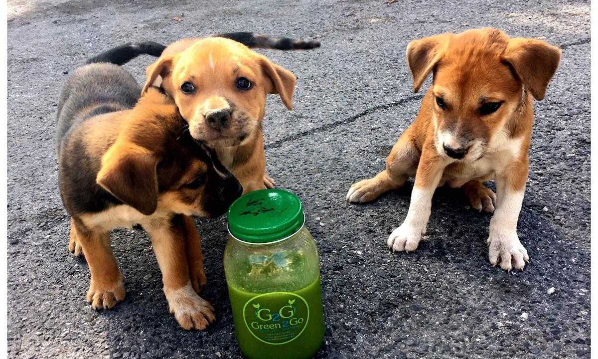 Even the dogs like salad smoothies