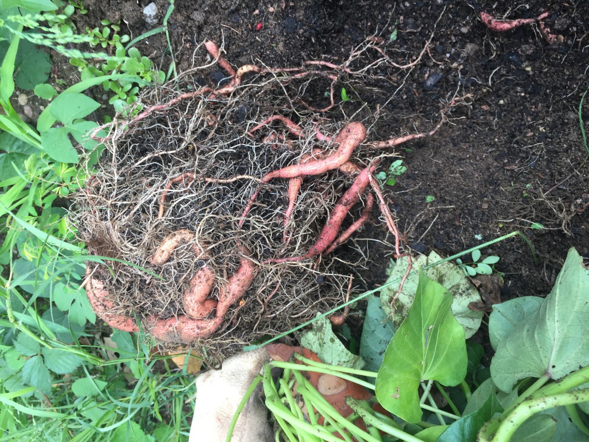 tangled sweet potato roots
