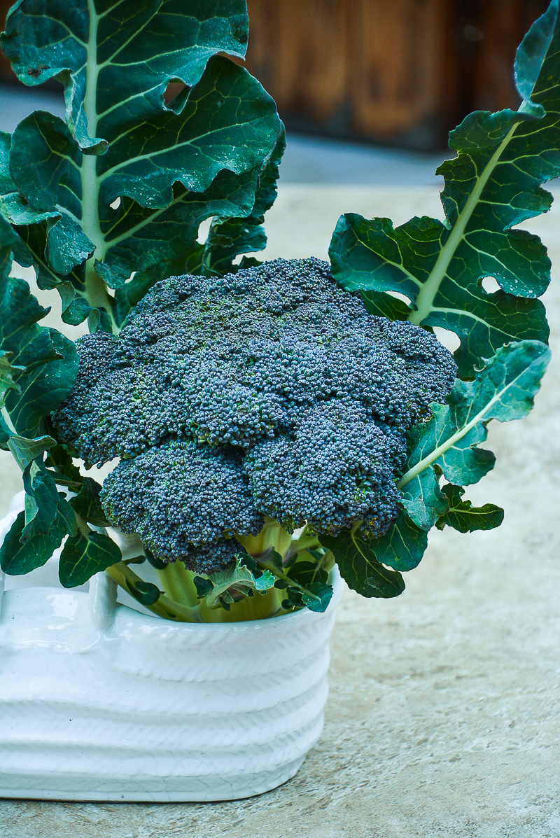detrás sinsonte probable La versatilidad de los cultivos de temporada. Mi semana del “Brócoli” |  Love my Salad