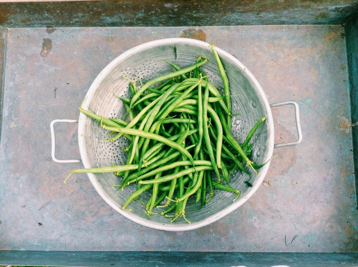 La judía verde, una adopción de gran valor nutricional