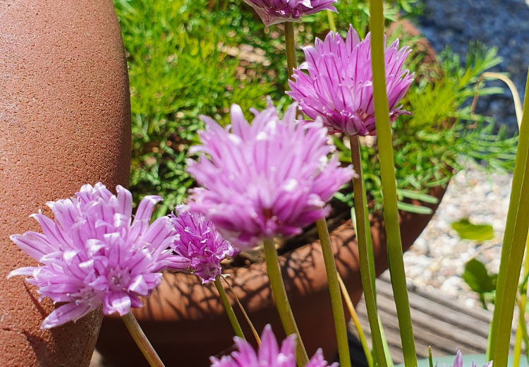 Bieslook bloem De bloem van bieslook