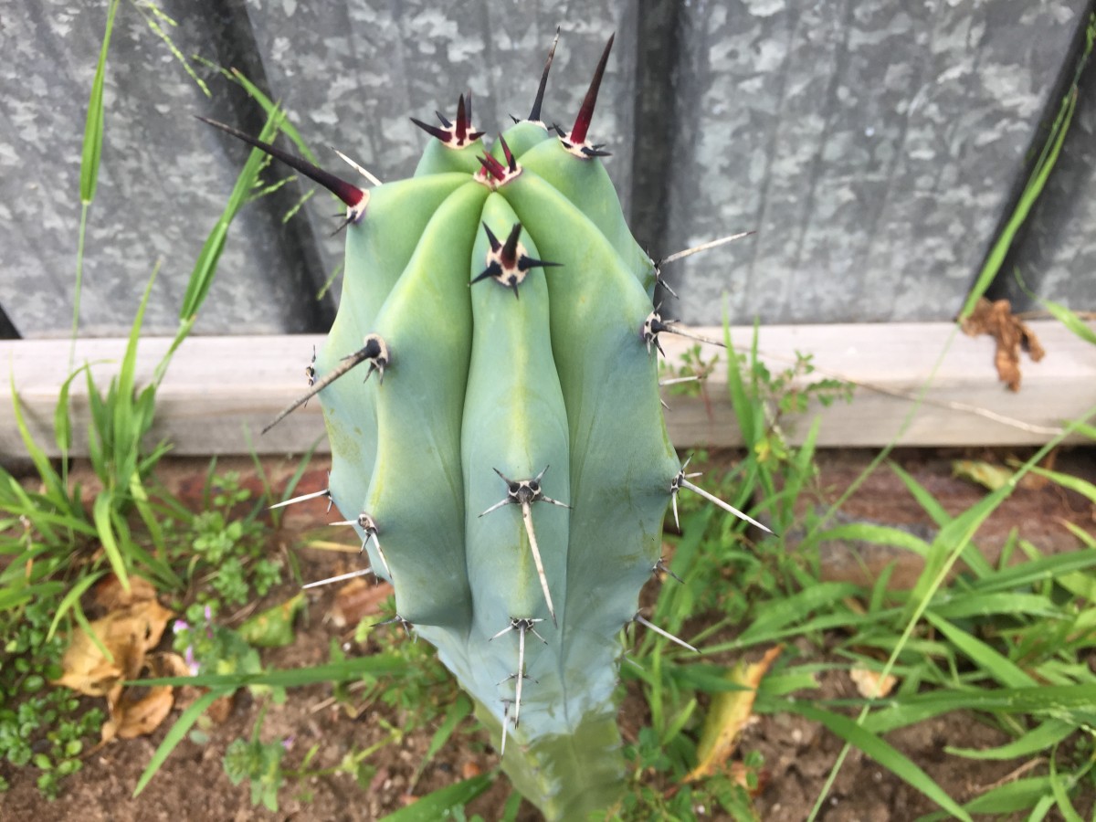 blue torch cactus with crazy spikes