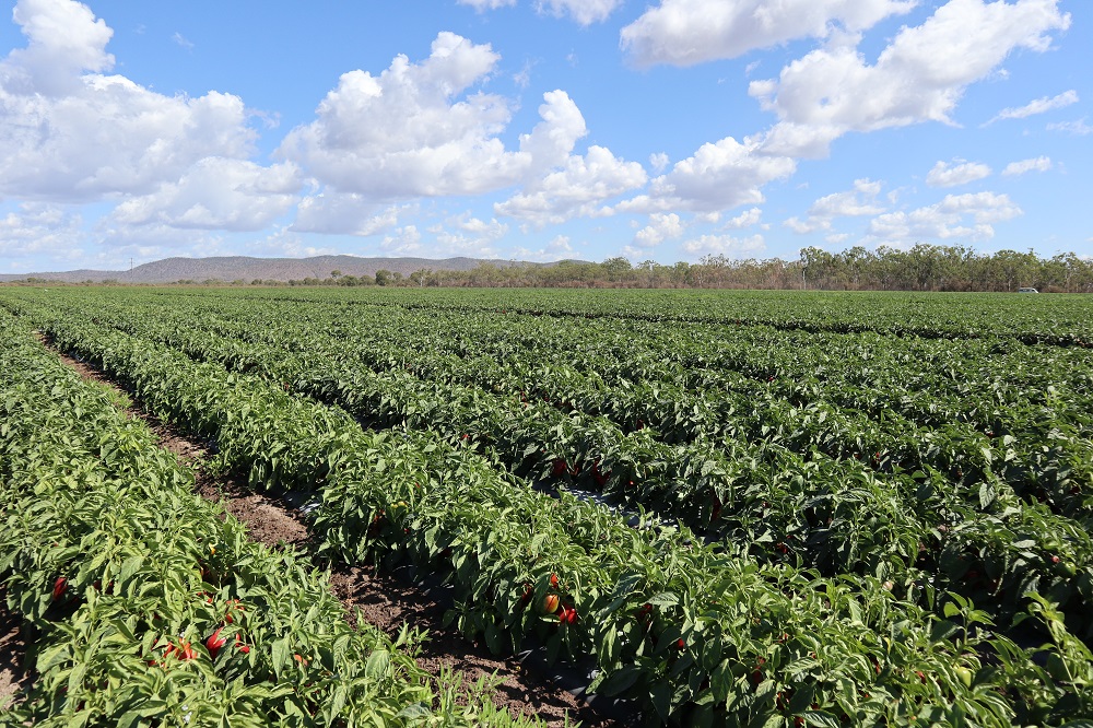 Capsicum field Rocky Ponds Produce