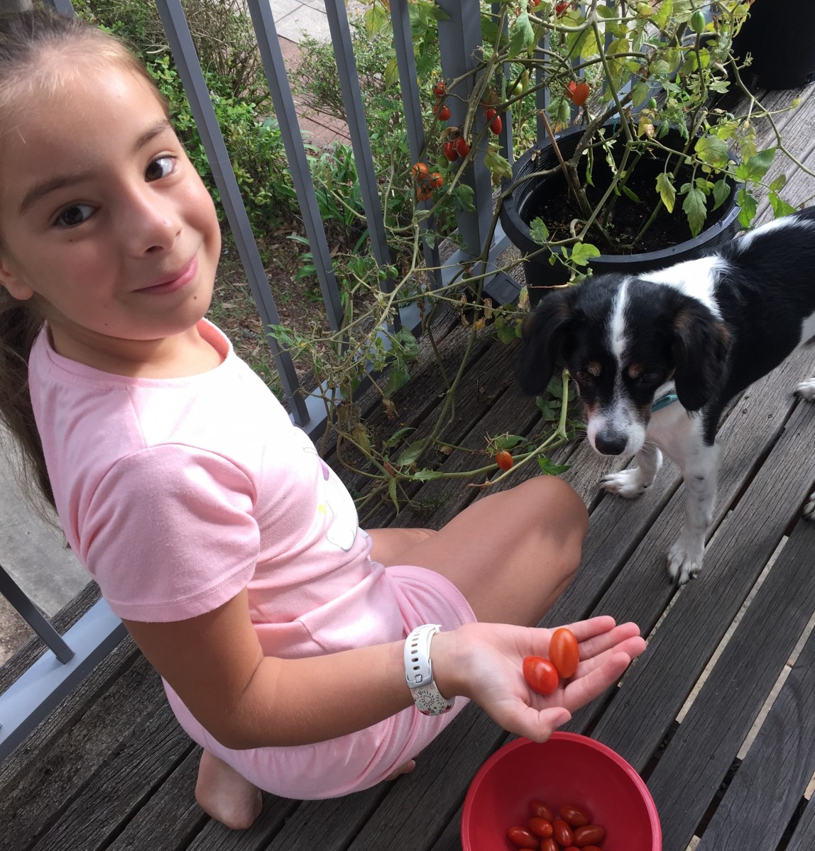 Child dog tomato plant
