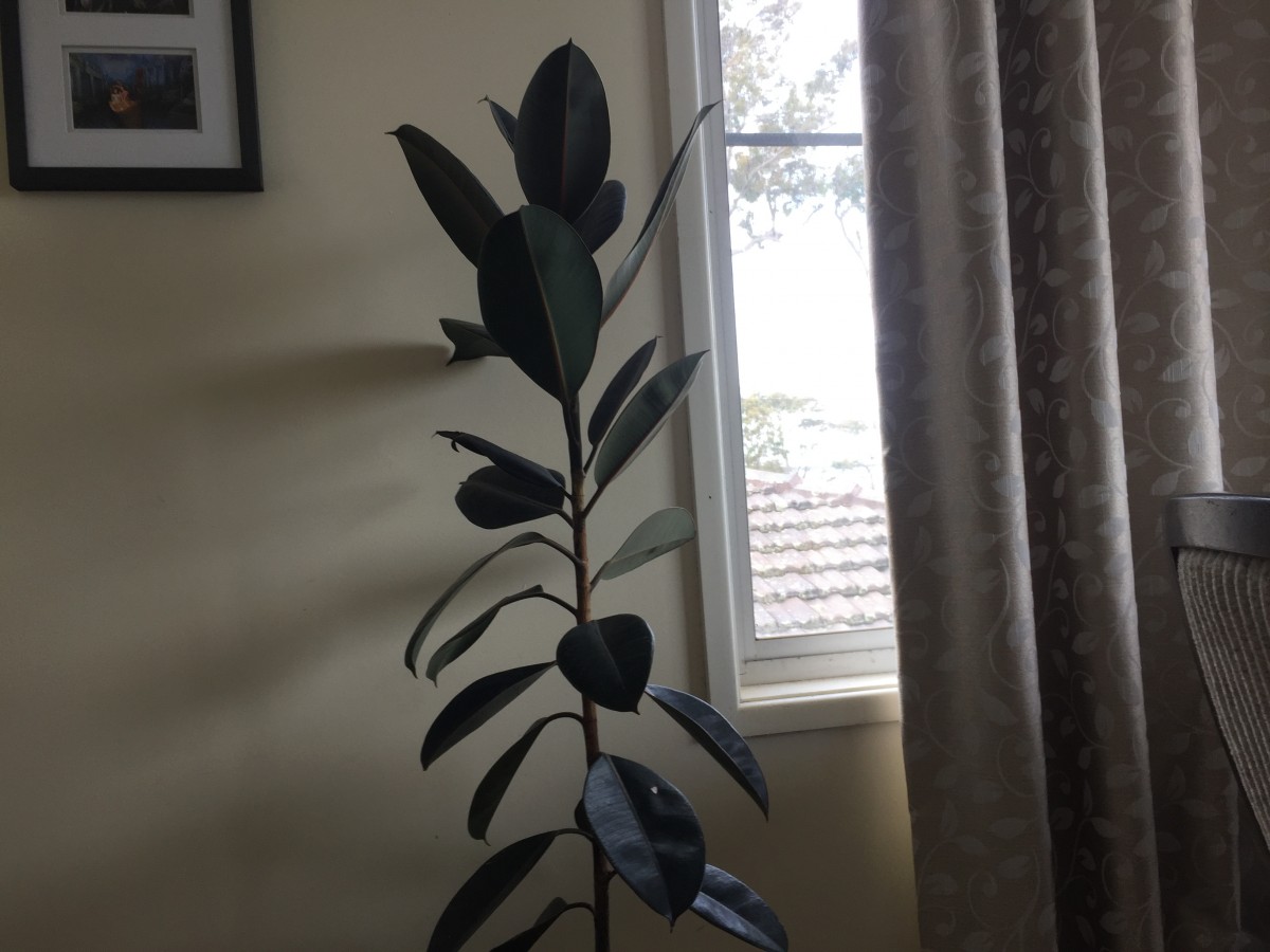 Ficus elastica plant