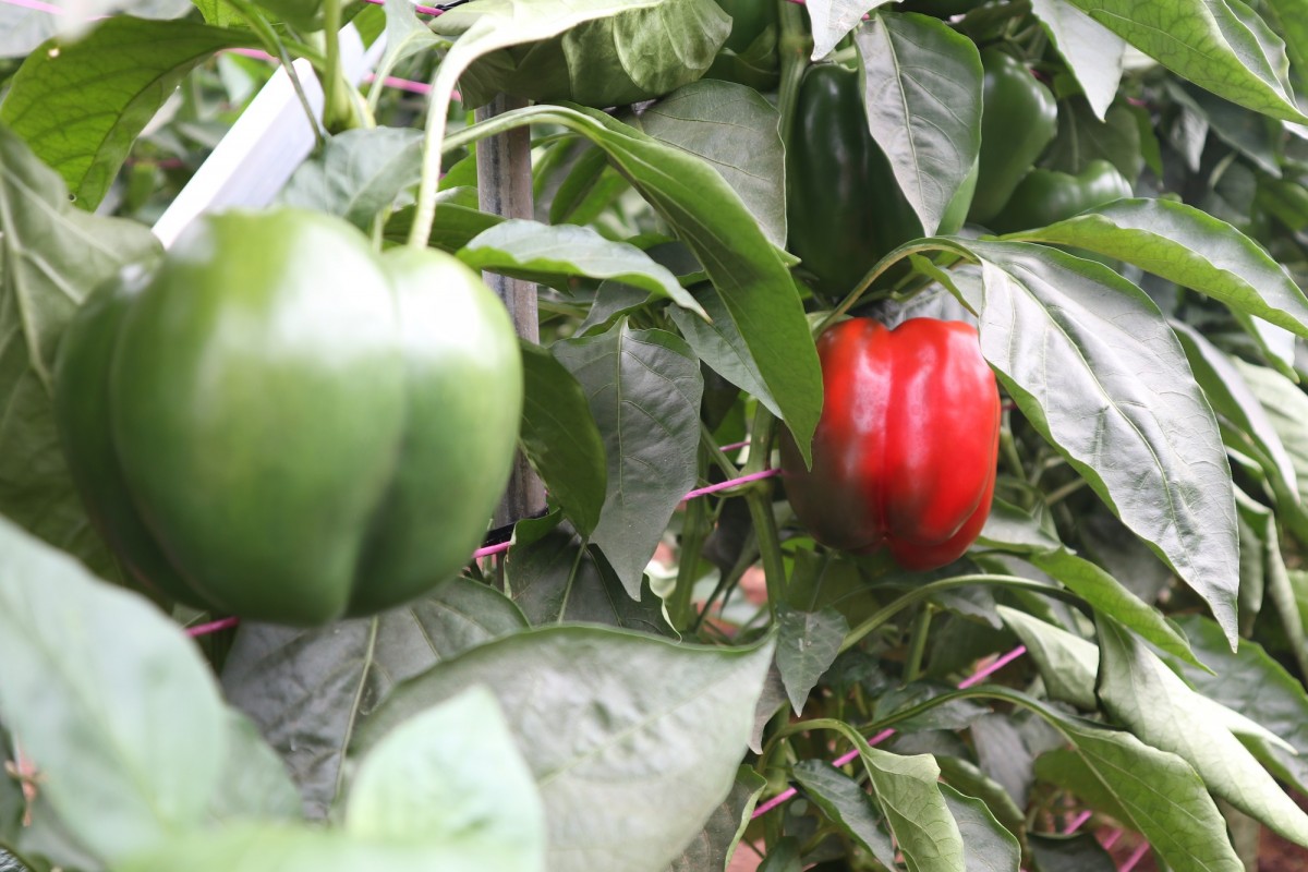 Capsicums inside a greenhouse on Braham Produce Farm