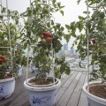 tomaten op balkon