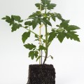 tomatenplant