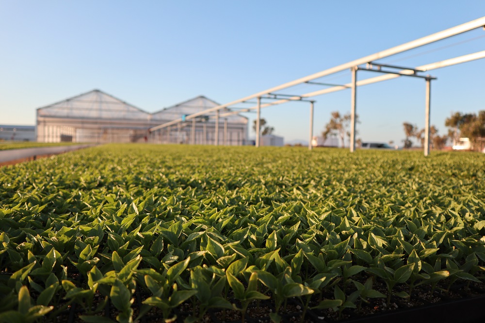 Nursery at Rocky Ponds Produce