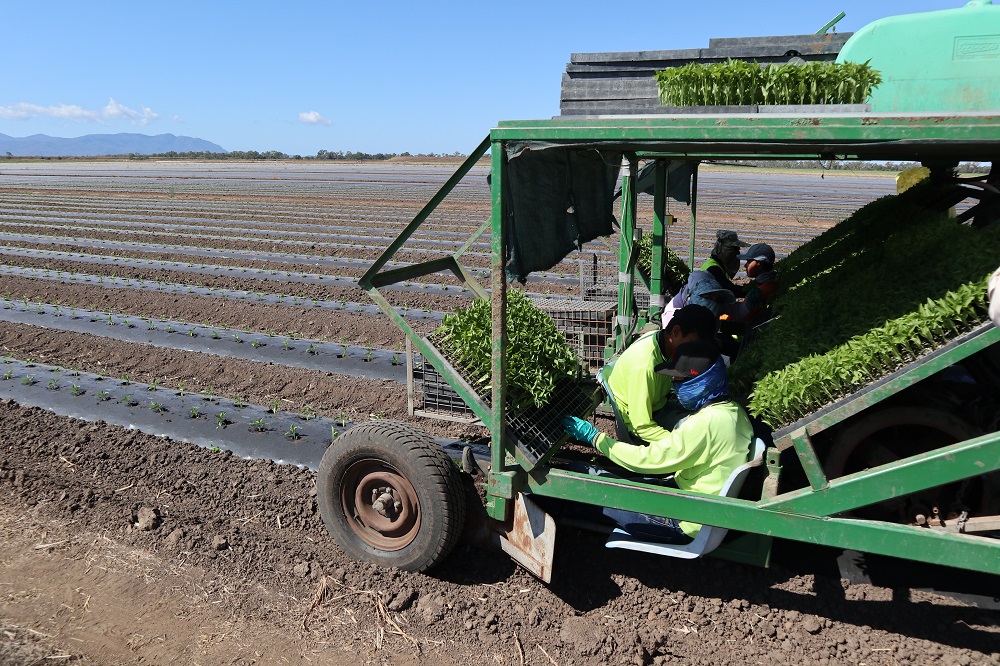 Planting at Rocky Ponds Produce