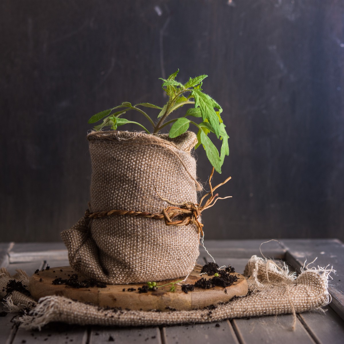 ¿Qué es ecológico? 