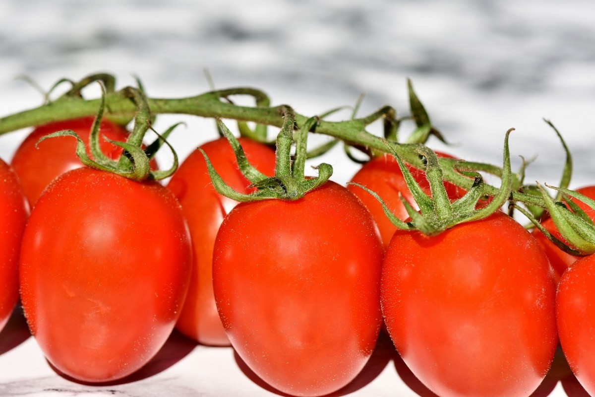 Soorten tomaten: van Roma tomaten my tot Love Salad de Coeur | Boeuf