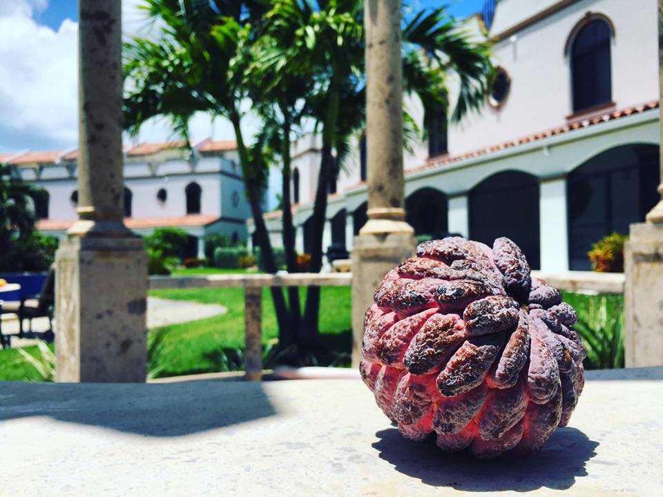 Sweetsop or Cayman Island Sugar apple (custard apple)