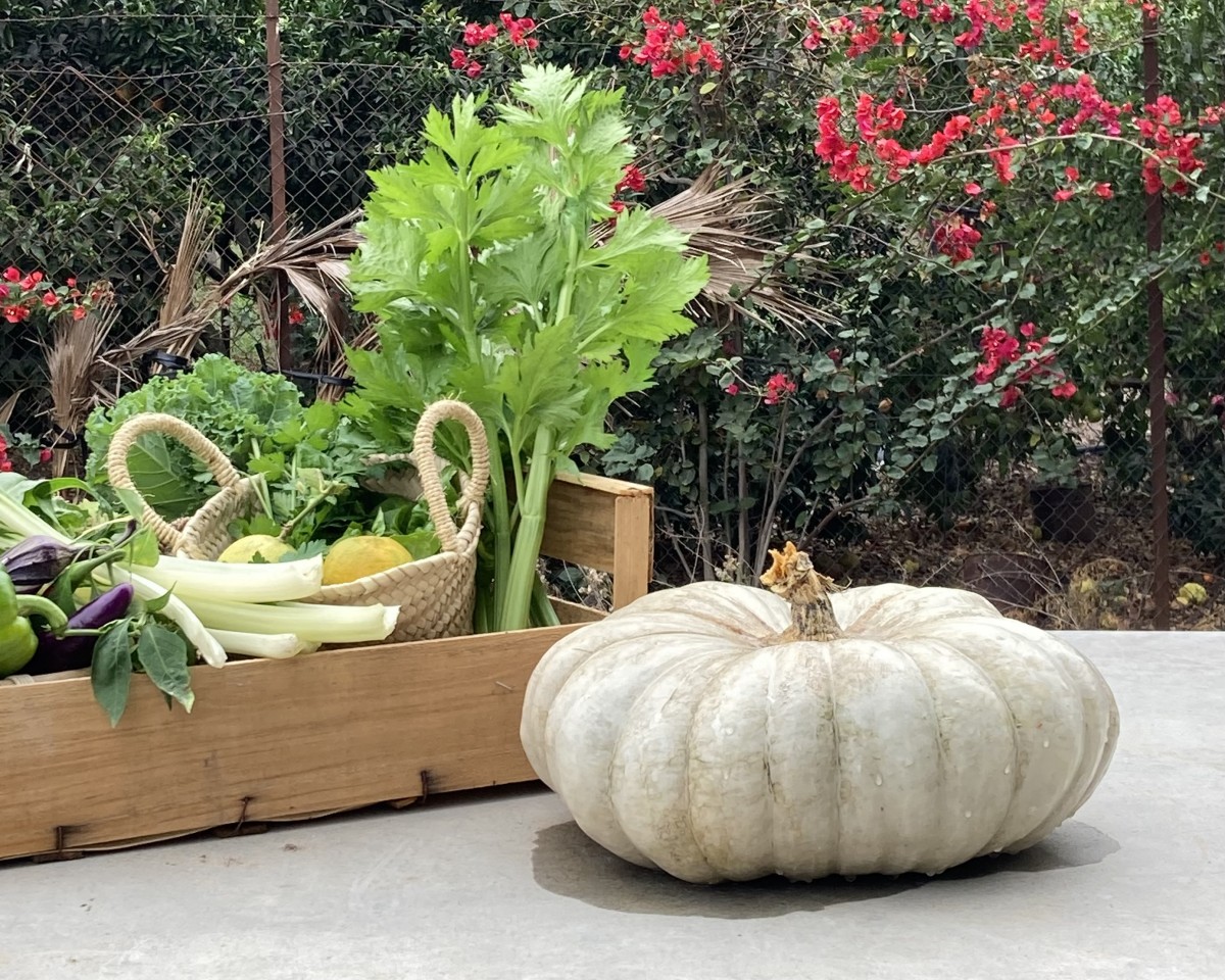 Tiempo de calabazas