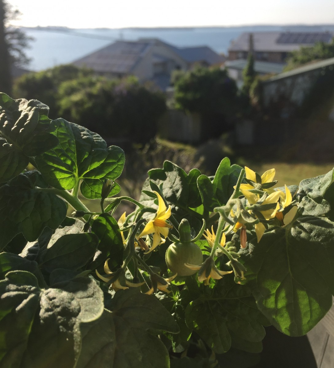 Tomato plant lake view