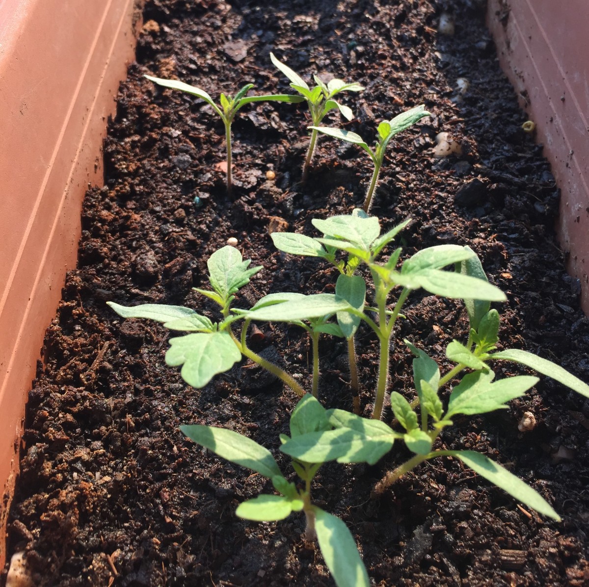 Tomato plant sprouts