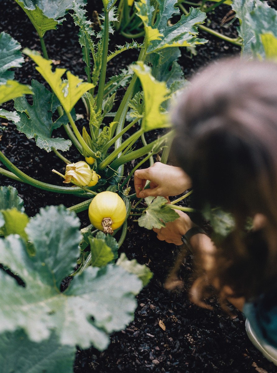 Tuinieren in moestuin