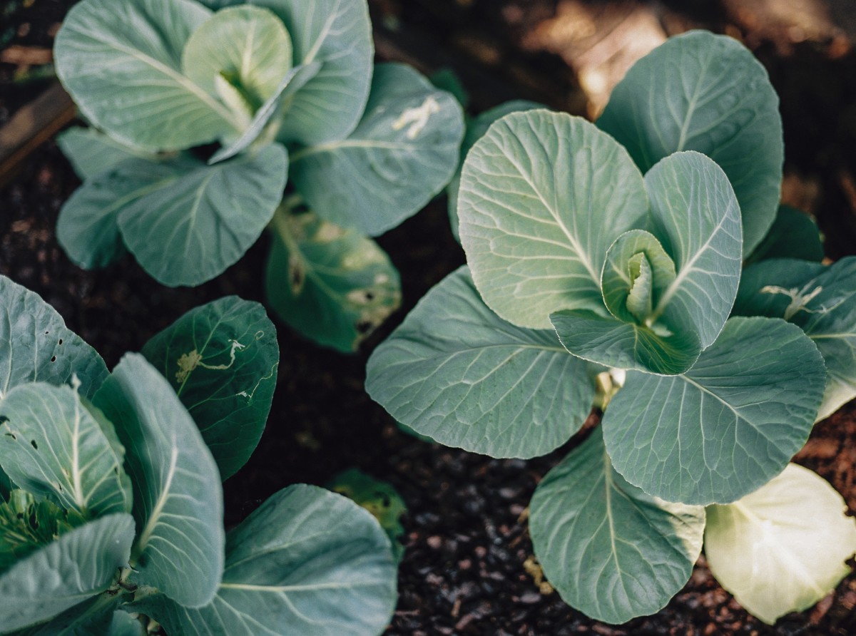 Tuinieren in moestuin