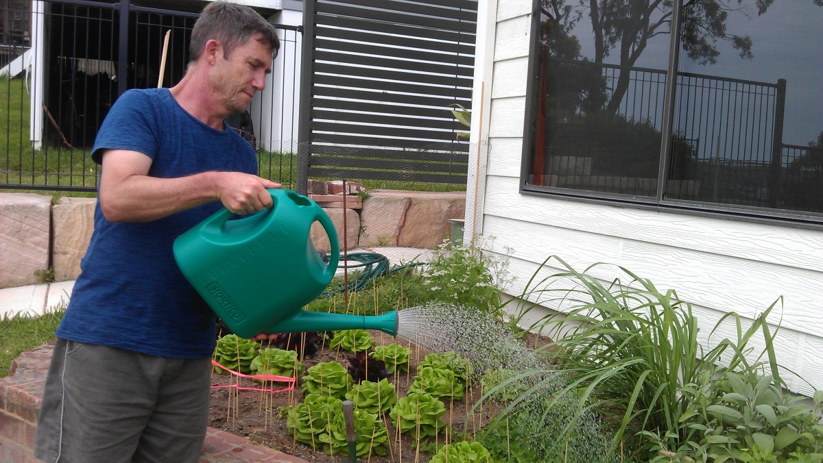 Vegetable garden homegrown