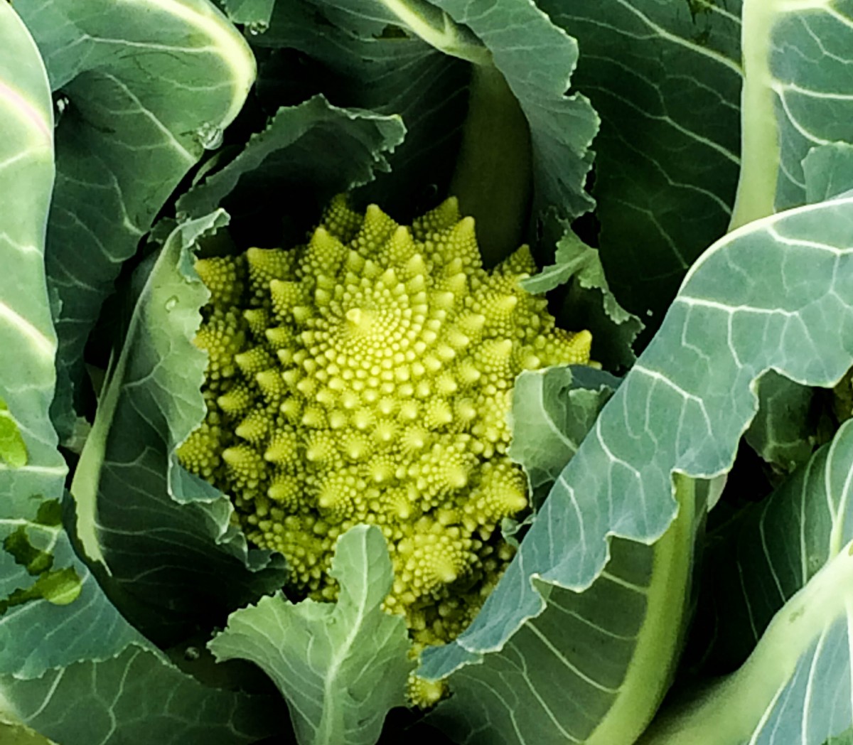 Verduras del mundo y sus recetas