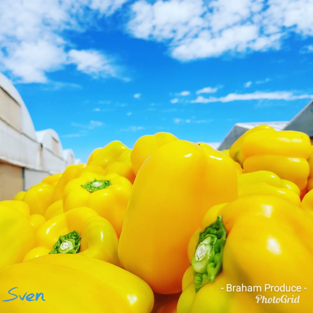 Perfection, an untouched image of capsicums from Braham Produce