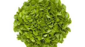 Lechuga hoja de roble