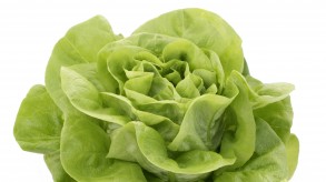 Lechuga