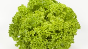 Lollo Bionda (green coral lettuce)