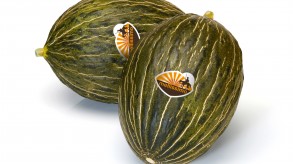 Piel de Sapo-Melone