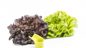 Salanova lettuce