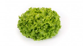 Batavia lettuce