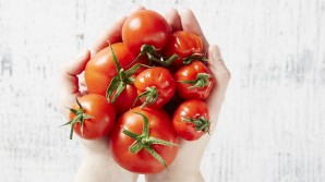 Picking the best tomato