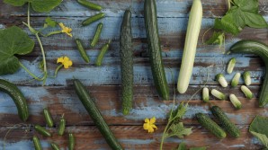 Not all cucumbers are long and green. Get to know the different varieties.