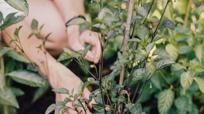 Planten water geven tijdens vakantie? 14 vakantietips voor de moestuin