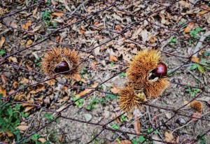 A Caccia di castagne sull'Isola d'Elba