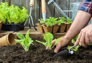 Coltivare la lattuga in casa… si può! (Ed è anche facile!)