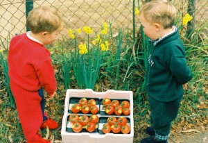 Inspecting the tomatoes