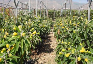 Salud tropical en el Mediterráneo 