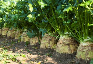 Experiment with Celeriac!