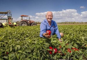 Des Chapman of Rocky Ponds Produce, Gulmu, Queensland.