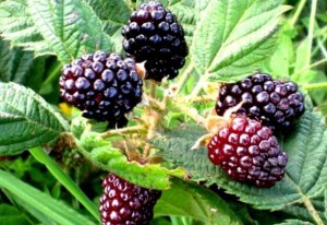 Moras, deliciosas y adictivas