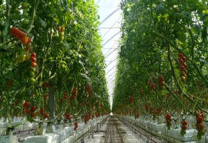 Il produttore racconta: il pomodoro datterino Solarino RZ 