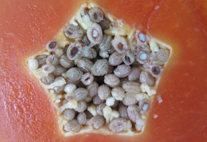 Papaya, reina tropical de las digestiones