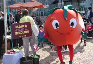 Trusty Trev taught kids about tomatoes at the Little Food Festival, Love My Salad