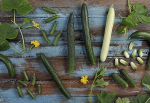 cucumber varieties