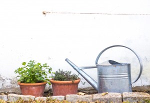 La importancia de cultivar verduras en casa