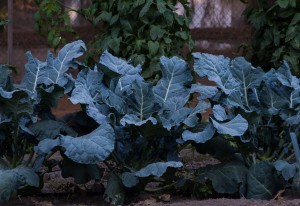 Mis verduras de invierno