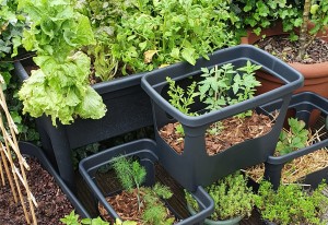 Een moestuin op het balkon, zo kweek je groente in bakken en potten